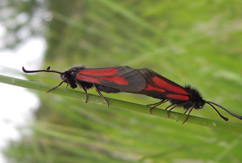 Chiavi di identificazione degli Zygaenidae d''Italia